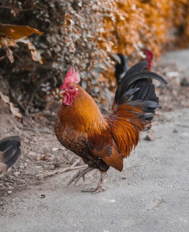 Il Gallo d'Oro